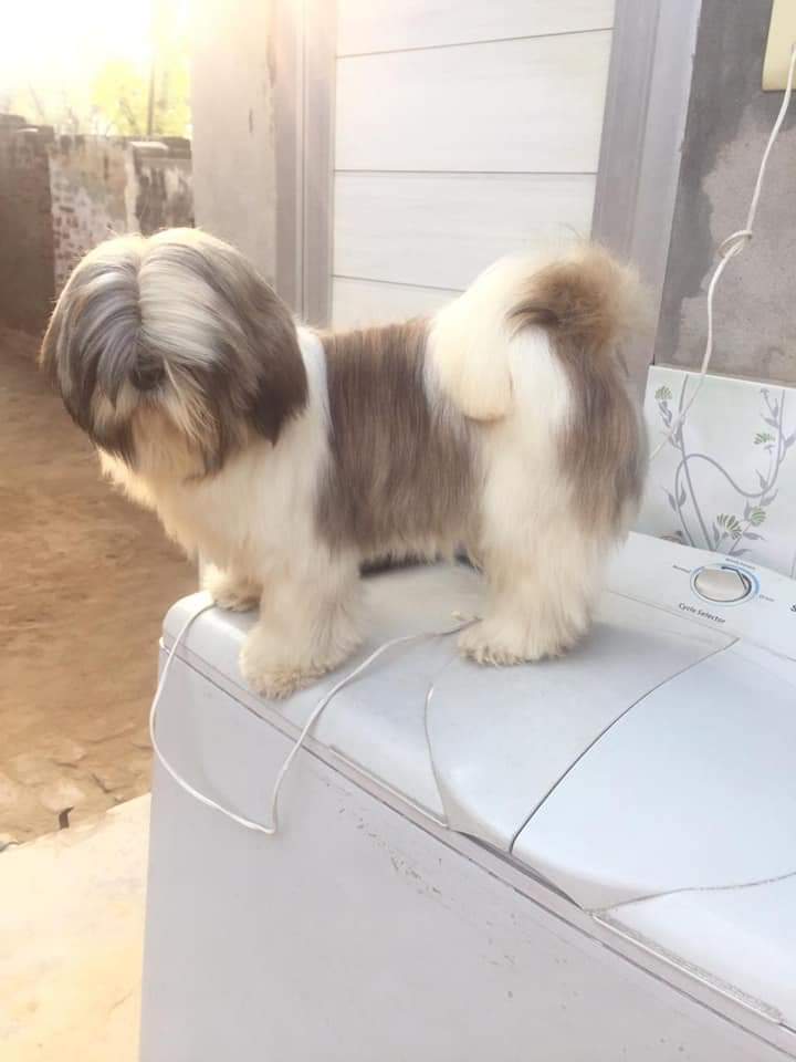 DOG BREDER