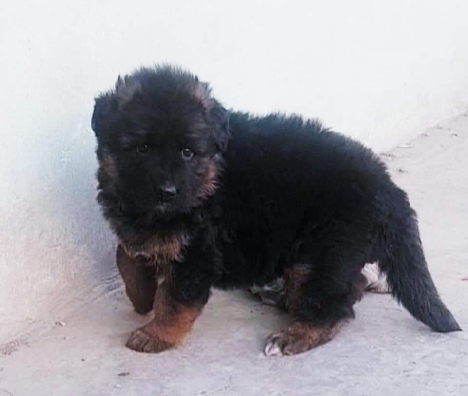 OM SAI PET HOME