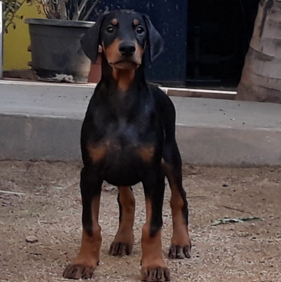 MAYAA KENNELS